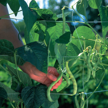 Trellis Netting - 6.5' x 8' 